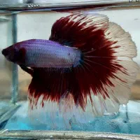 فایتر نر هافمون وارداتی رسید