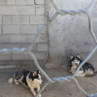 2عدد هاسکی نر سالم|سگ|بستان آباد, |دیوار