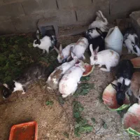 خرگوش|موش و خرگوش|خاش, |دیوار