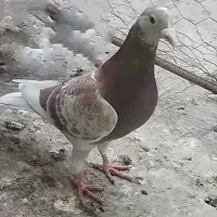 قوردی. نر سرعتی