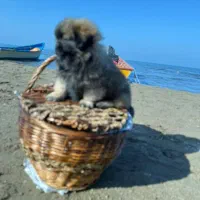 سگ پشمالو کوچولو نازنازی|سگ|گرگان, |دیوار