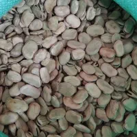 باقلا خشک سه بند سوری|خوردنی و آشامیدنی|بهشهر, |دیوار