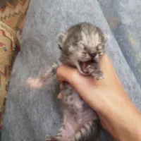 واگذاری گربه مادر بابچه