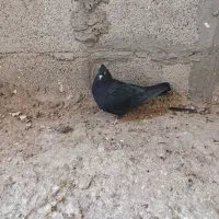 ی جفت زاغ خوشگل|پرنده|گنبکی, |دیوار