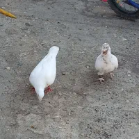 ۱۲ عدد کبتر|پرنده|رضویه, |دیوار