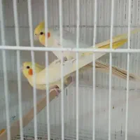 عروس هلندی زعفرونی. طوطی‌. نردبان