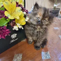 گربه اسکاتیش فولد لانگ هیر|گربه|تهران, جنت‌آباد مرکزی|دیوار