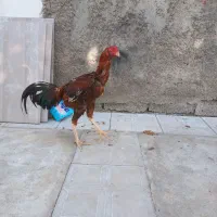 خروس لاری