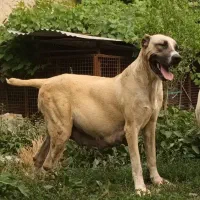 واگذاری ماده