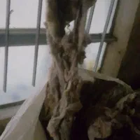 پشم گوسفندی تازه شسته شده حدود ۲۰کیلو