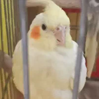 عروس هلندی نر وبالغ