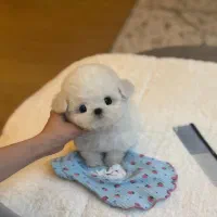 سگ ملوس|سگ|ثمرین, |دیوار