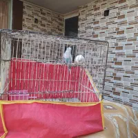 مرغ عشق|پرنده|اصفهان, عسگریه|دیوار