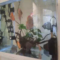 ماهی دیسکس|ماهی|اصفهان, فرح آباد|دیوار