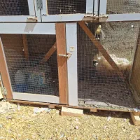 قفس جفت کن کبوتر|لوازم جانبی حیوانات|اصفهان, ارغوانیه|دیوار