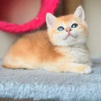 بچه گربه های اشرافی و زیبا|گربه|یزد, |دیوار