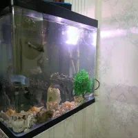 آکواریوم شیشه خم با ماهی