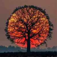 رحم اجاره ای میخوام