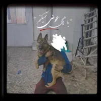 جفت یابی سگ.ژرمن ورک لاین.