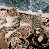 گربه خانگی بدلیل جاذبه جای پنداشتن جا فروشی