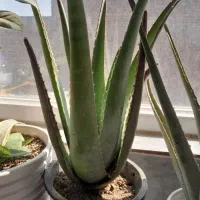 گل آلوئه ورا خوراکی