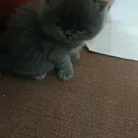 گربه اسکاتیش