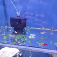 کت فیش کالر ویدئو دالر فایتر تایگر پرت کت فیش|ماهی|کرج, شاهین‌ویلا|دیوار