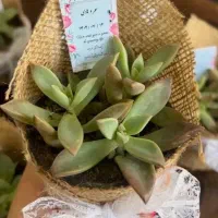 گل‌مینیمال‌بندانگشتی|گل و گیاه طبیعی|رباط‌کریم, مسکن مهر آبشناسان|دیوار