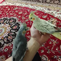 عروس هلندی دستی و مرغ عشق دستی