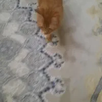 واگذاری گربه|گربه|تهران, کیانشهر|دیوار