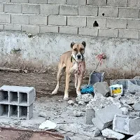 سگ سراب افغان|سگ|فاضل آباد, |دیوار