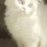 بچه گربه پرشین