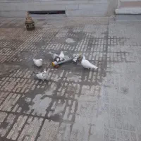 حیوان|پرنده|ازنا, |دیوار