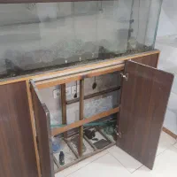 آکواریوم درحد|ماهی|شاهینشهر, گرگاب|دیوار