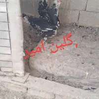 تخم نطفه دار گلین