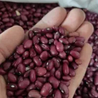 لوبیا قرمز امسال