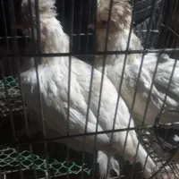 مرغ سلطان|حیوانات مزرعه|خمینی‌شهر, |دیوار