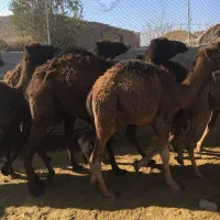 بچه شتر (حاشی)|حیوانات مزرعه|شاهرود, |دیوار