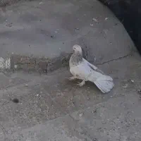 کبوتر گوم شده  جایزه داره|حیوانات|دوگنبدان, |دیوار