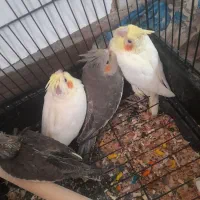 عروس هلندی خوشگل