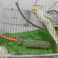 عروس هلندی لوتینو