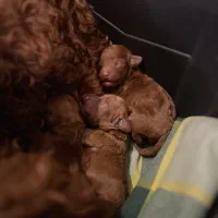 توی پودل|سگ|تهران, شهرآرا|دیوار