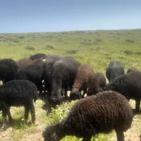 بره نر