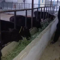 ۱۴راس گوساله ماده گیلک