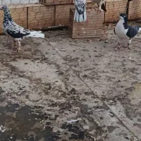 کفتر هفرنگ خطی|پرنده|شال, |دیوار