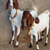 2 جفت کولار گلابی بزرگ خوشگل دندون نزده ابستن