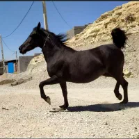 مادیان مشکی