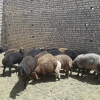 بره نر و ماده عشقی|حیوانات مزرعه|کاشان, نوش آباد|دیوار