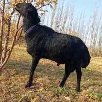 فروش دام زنده سبک وسنگین