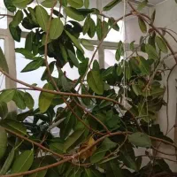 گل فیکوس جنگلی